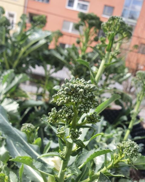 Datei:Brokkoli 0326.jpg