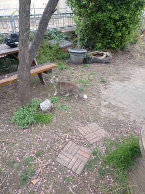 Die Campus Katze neben einem Baum und einem Tisch. Sie sieht nach oben. Der erdige Boden ist vollt mit rosa Blütenblättern des Baumes. Im Hintergrund sind ein Busch, Töpfe und das Geländer um die Homebase zu sehen